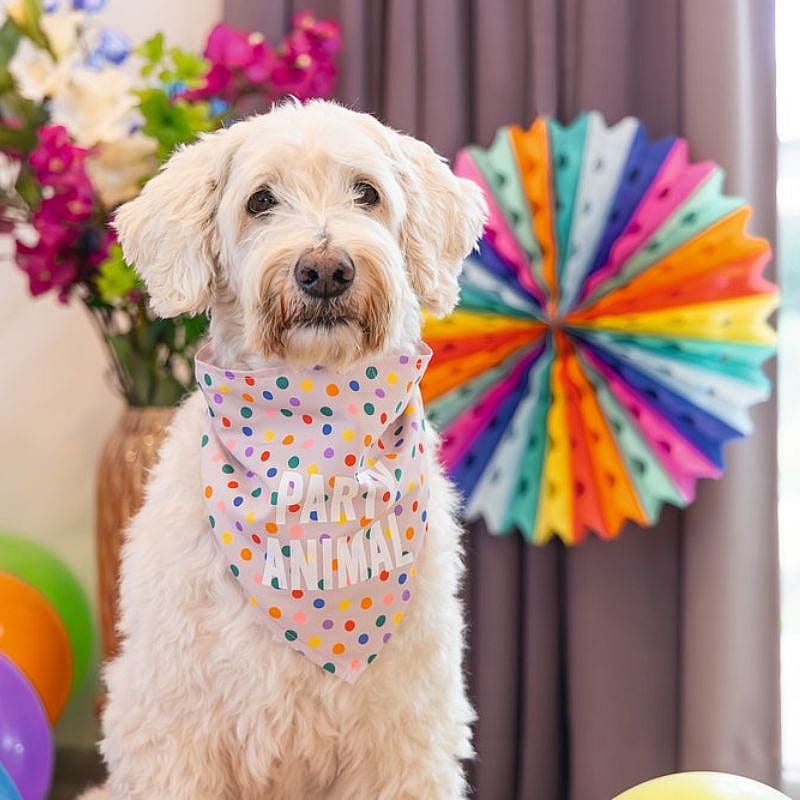 Beeztees Party Bandana