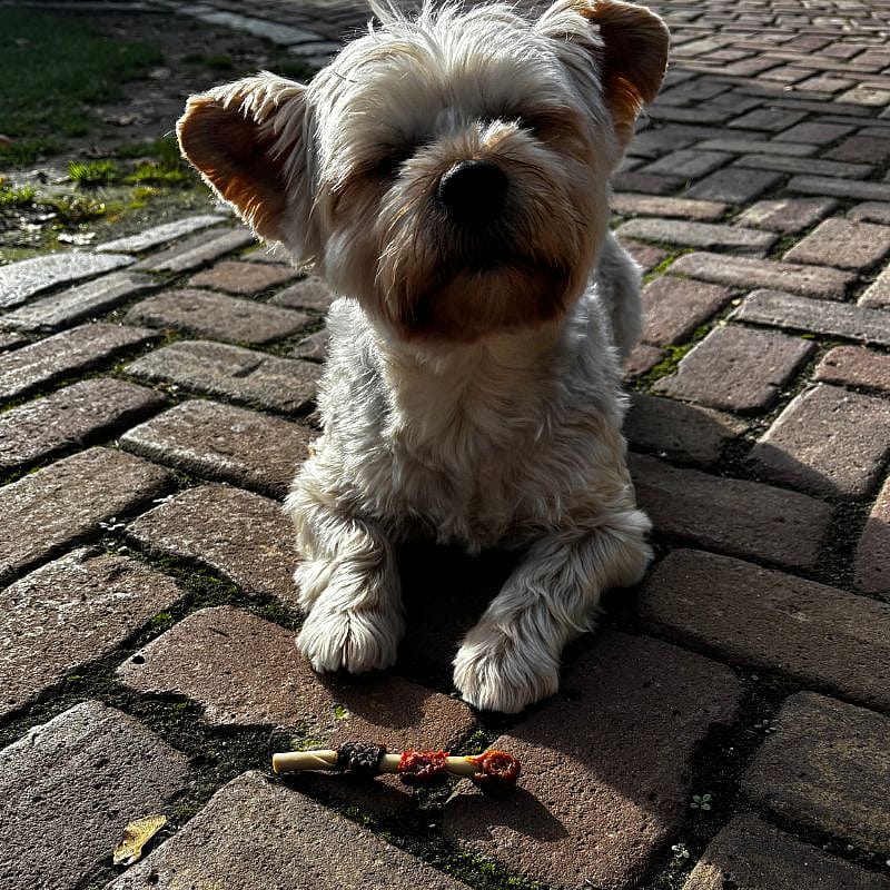 Dierapotheker BBQ Shaslick 5 stuks Hond