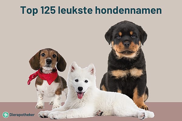Wat_zijn_nu_de_leukste_hondennamen_Preview_Image_600x400px