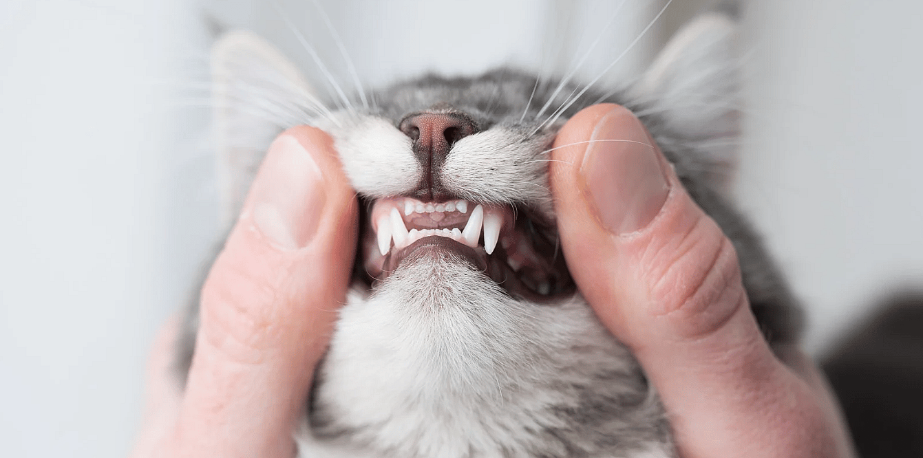 Kitten-gebit-leeftijdsbepaling