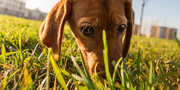Hond als alleseter en zijn poep