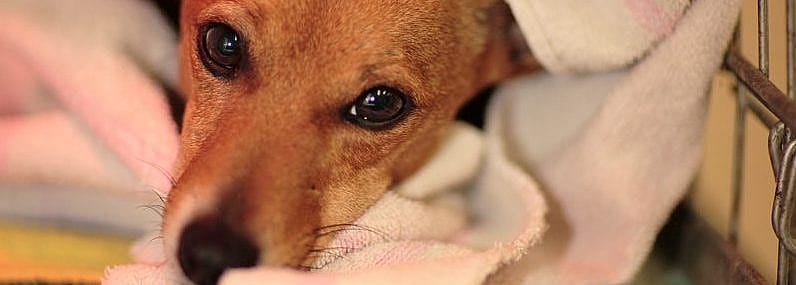 Nazorg na narcose en operatie hond kat