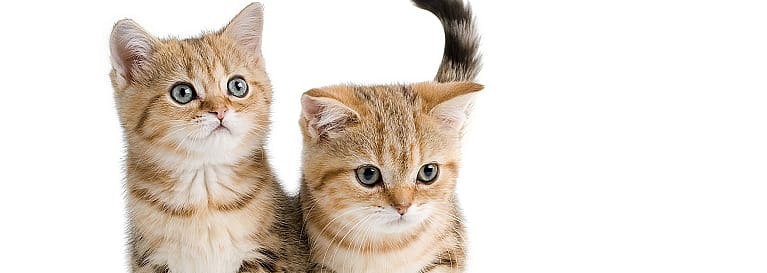 4827ac9ef318431c88c53c159ab2275a