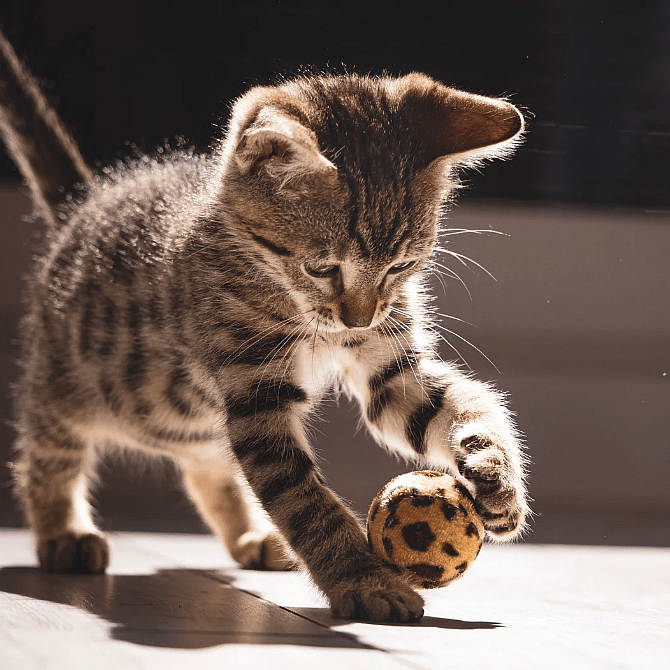 Links-of-rechtspotig-dier