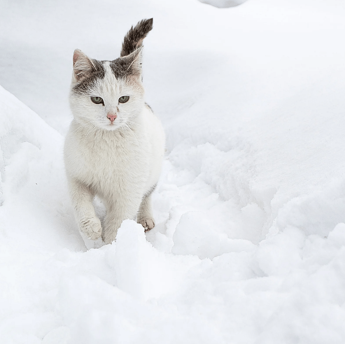 Kattenpoot-sneeuw-ijs-strooizout