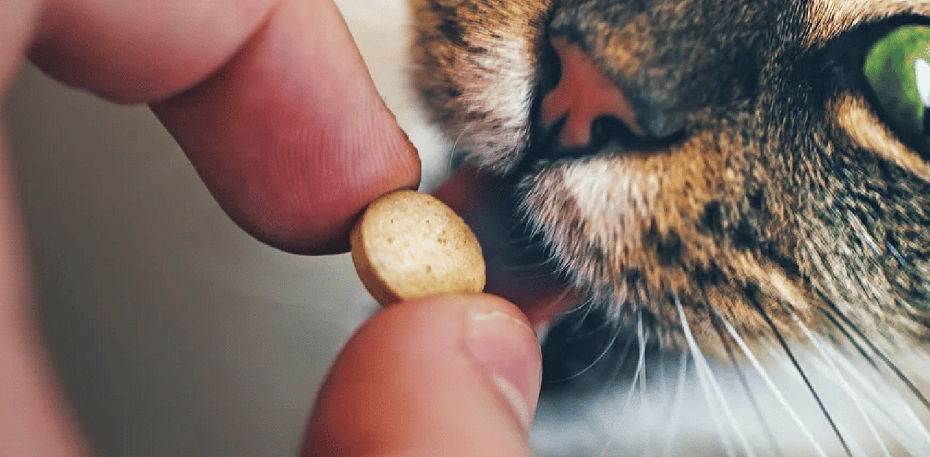 vlo-teek-tablet-kat-hond