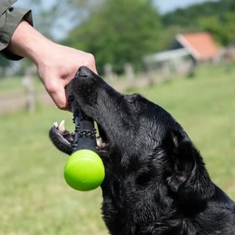 Dog Comets Meteor Werpstok