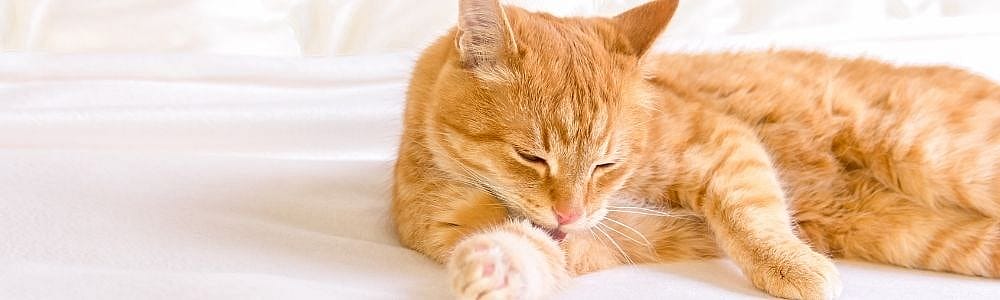 4938b1087ed8e1640cbd16130d265834