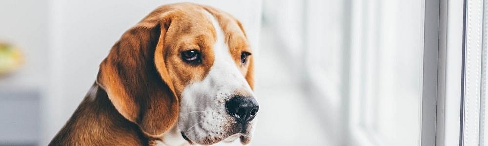 Hoe lang kunt en mag u uw hond alleen laten?