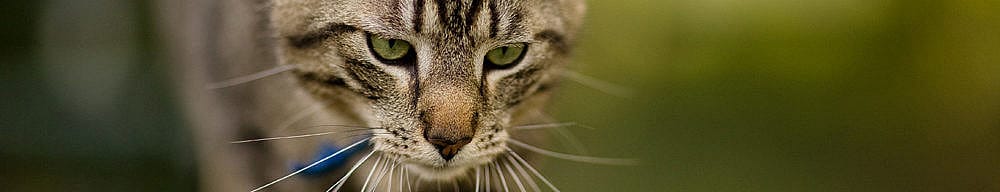 a80edd8f188c21e3ec4d09a7359d396a