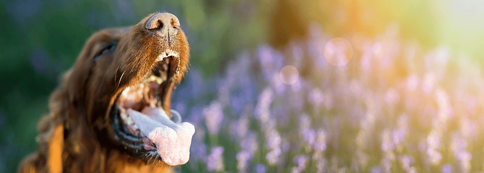 55aec2fa657aa16baf33d6a6ecf13b82