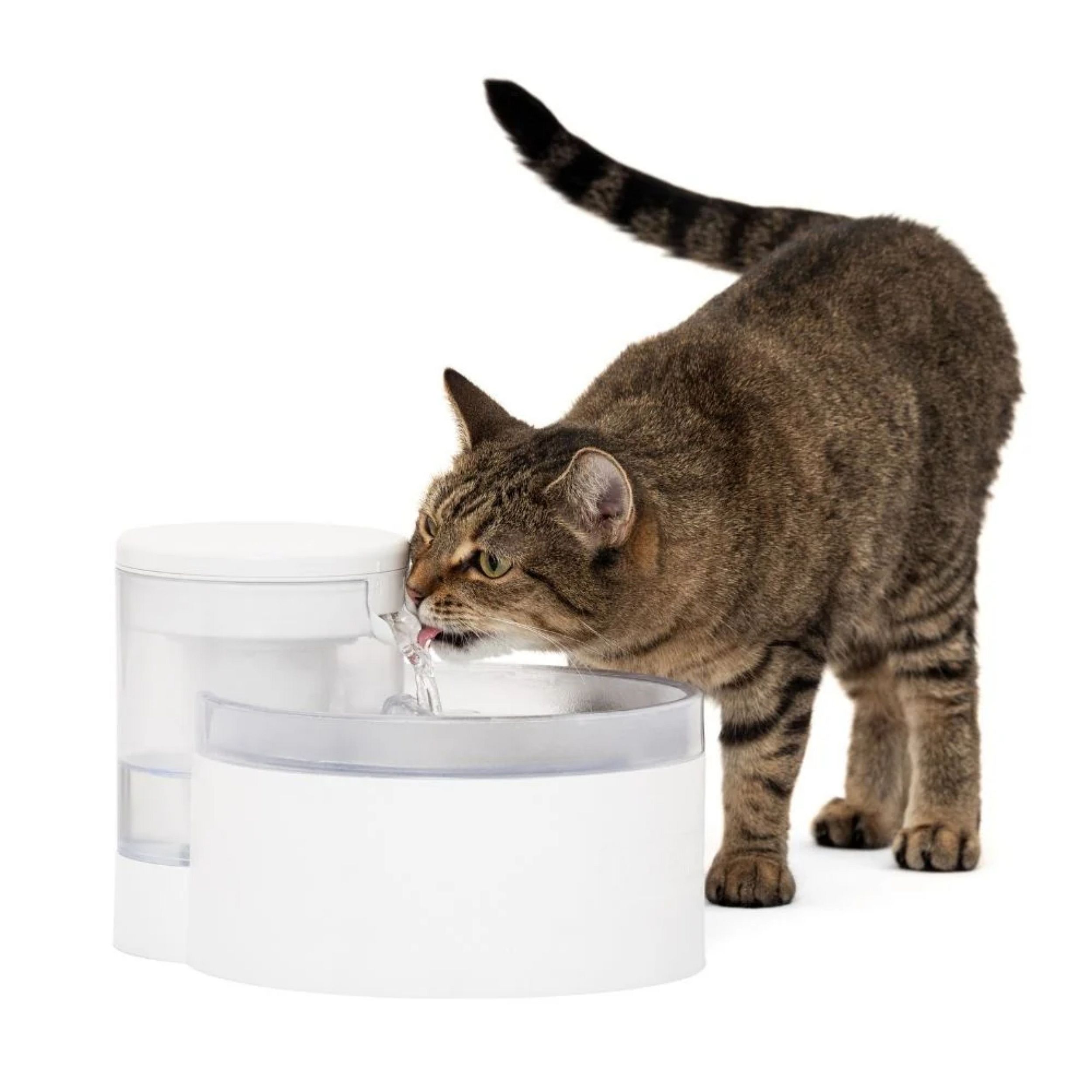 Architectuur, Fontein, Water, Kat, Huisdier, Architectuur, Fontein, Water, Kat, Huisdier, Architectuur, Fontein, Water, Kat, Huisdier, Architectuur, Fontein, Water, Kat, Huisdier