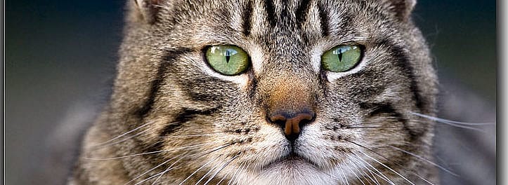 bf24b91252d933838001694cfbd76c87