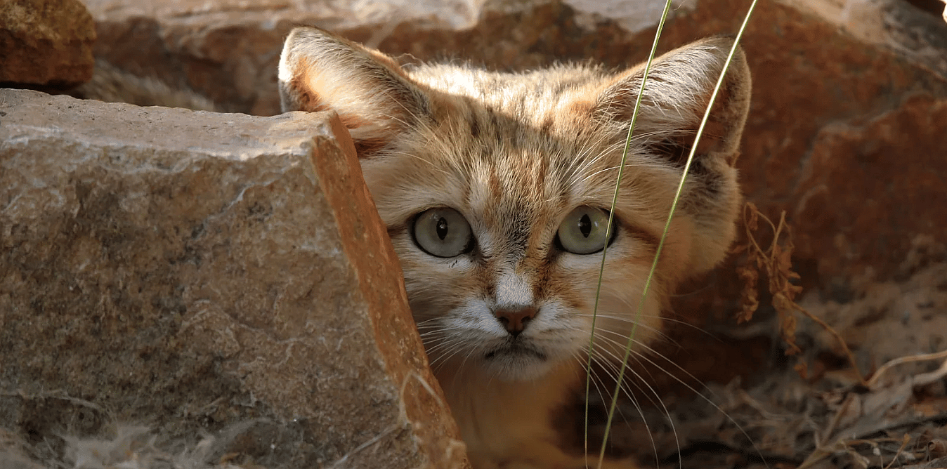 Veilige-plek-essentieel-voor-katten