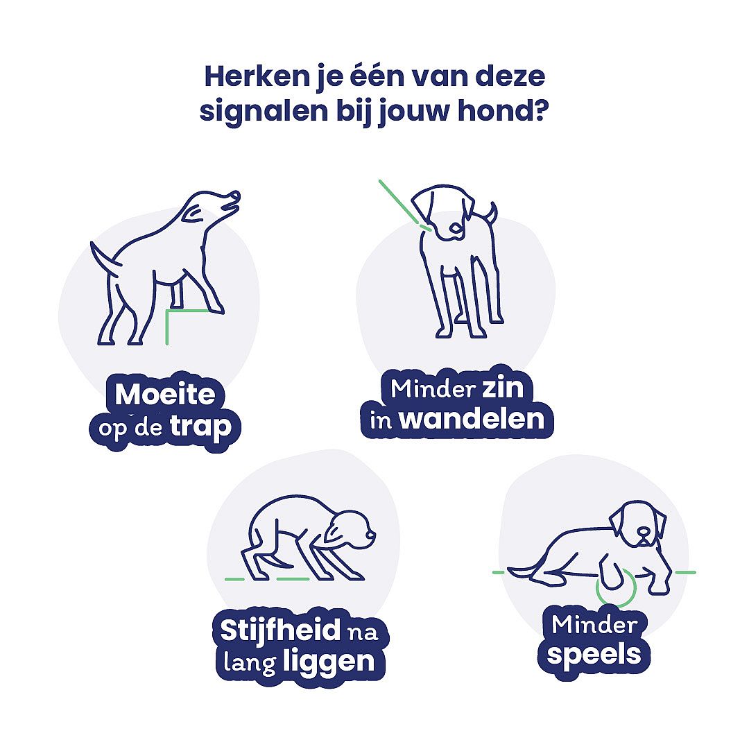 hond, korte staart, poottetand, pootstok, signalen
