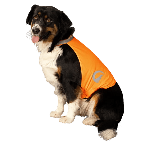 Nightwalk Safety Vest Dog