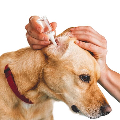 Maxani Zure Oordruppels 20 ml