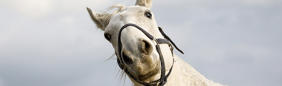 970c01045f3c603ca7ba5cc3af82723a