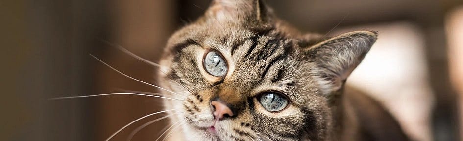 FIV bij katten: kattenaids komt lokaal voor, wat betekent dit voor uw kat?
