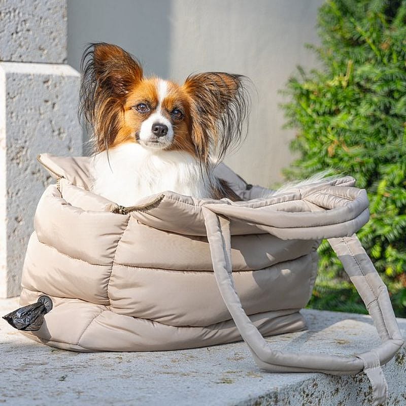 Dier, Hond, Zoogdier, Huisdier