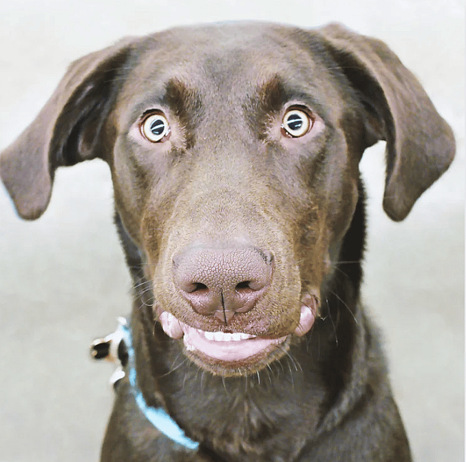 Hond-top-10-vergiftigingen