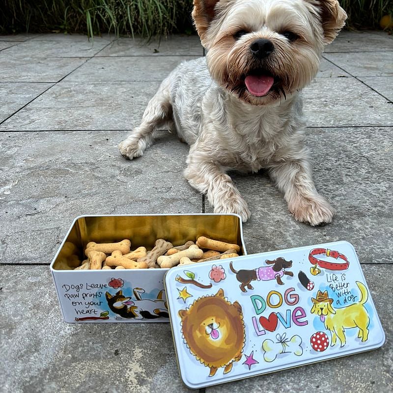 Blond Amsterdam Bewaarblik Hond