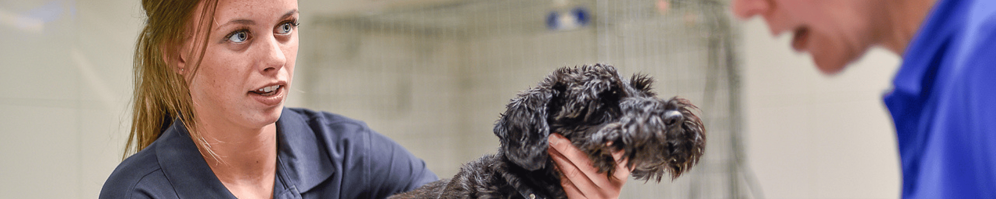 Persoon, Gezicht, Dokter, Hond, Dierenarts, Persoon, Gezicht, Dokter, Hond, Dierenarts