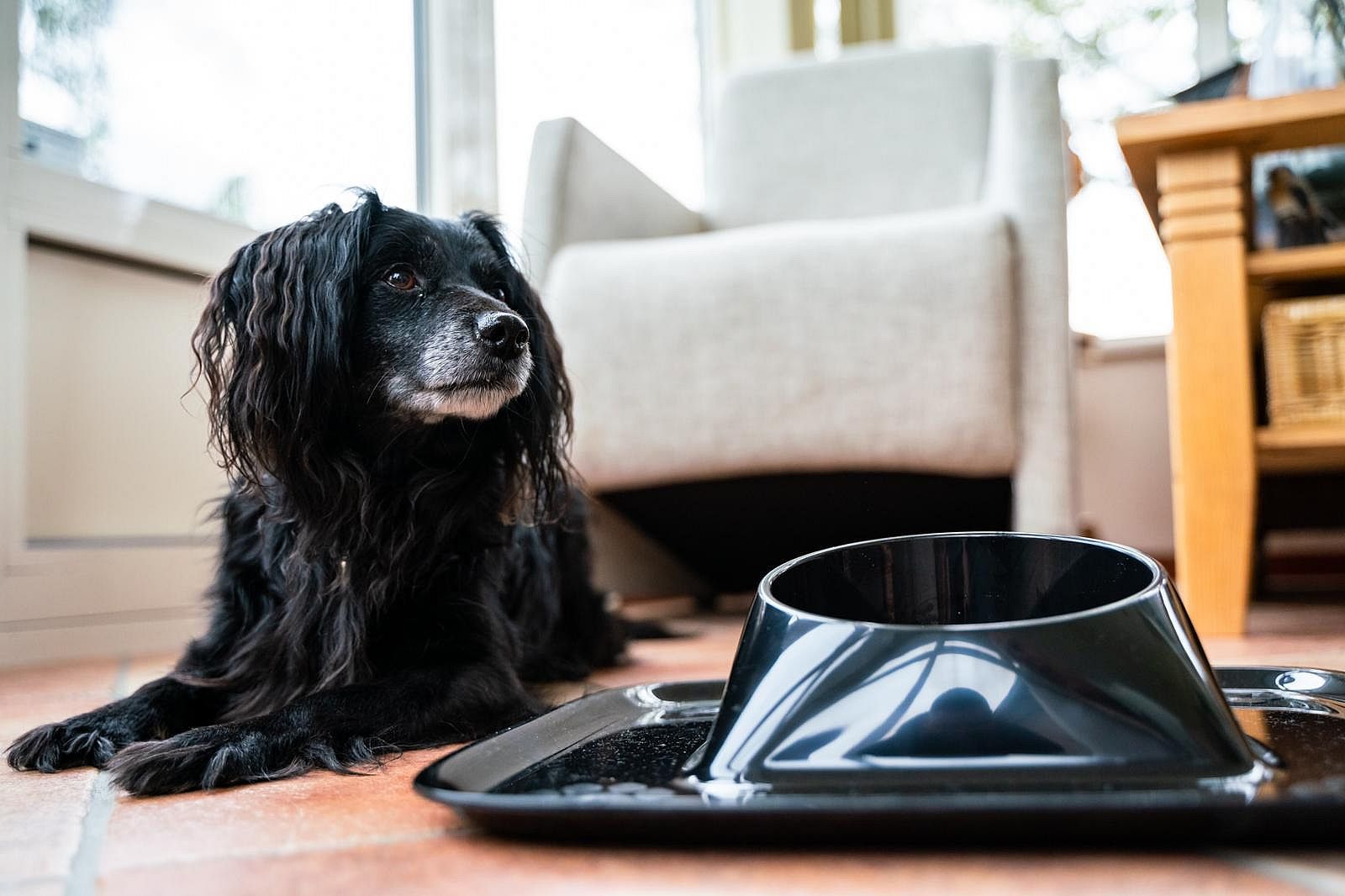 Mypall Noll Voerbak of Waterbak met placemat