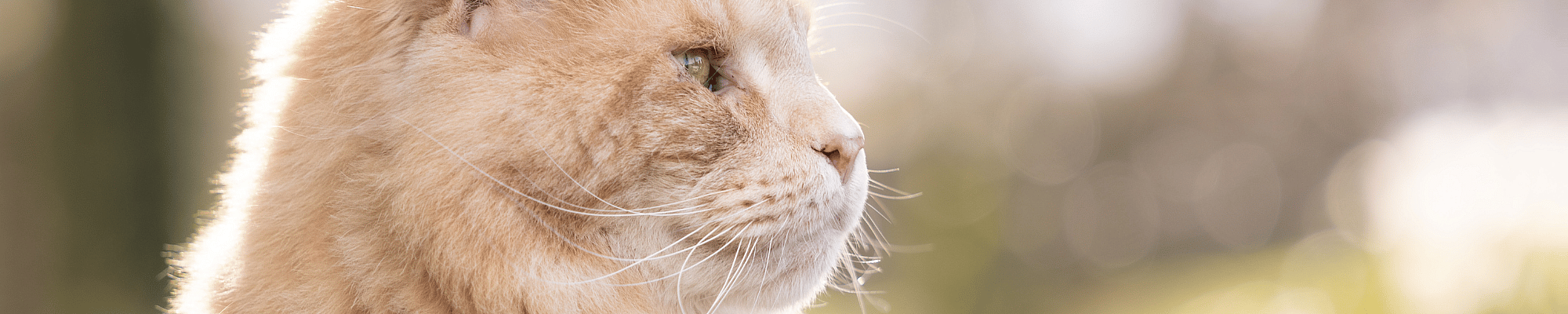 Dier, Kat, Huisdier, Kop, Persoon