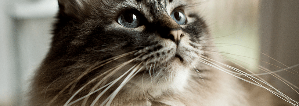 37400baeccaac4fc6989c764f1f98b76