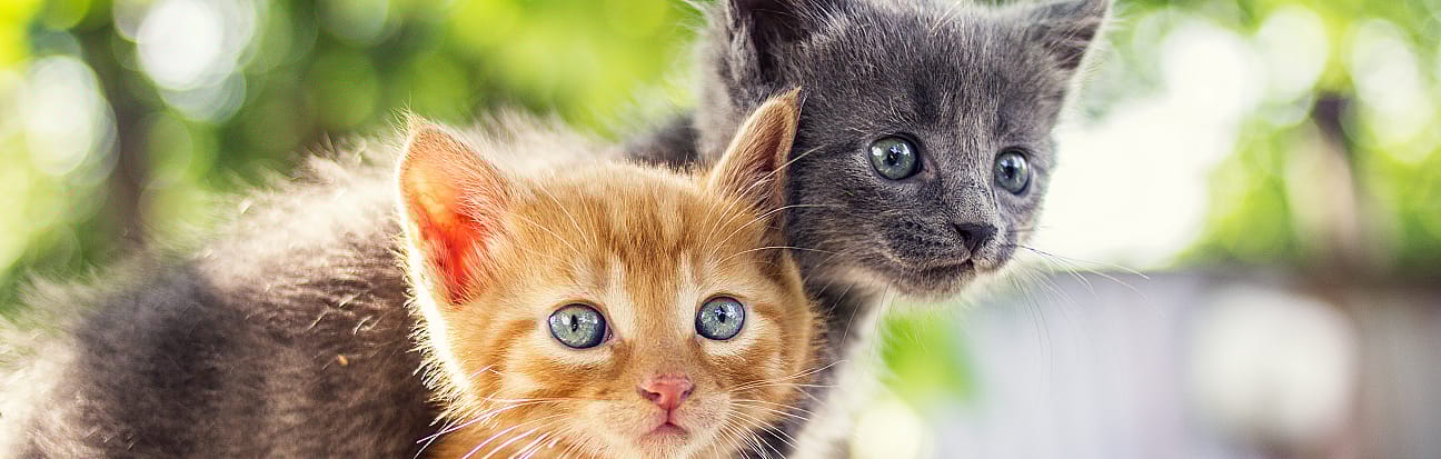 7749cad5675c810b33d28e2490a3397a