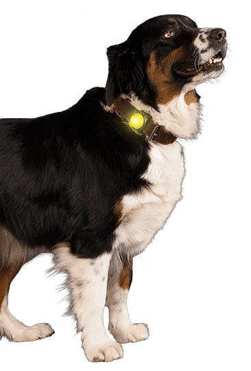 Nightwalk Safety Light