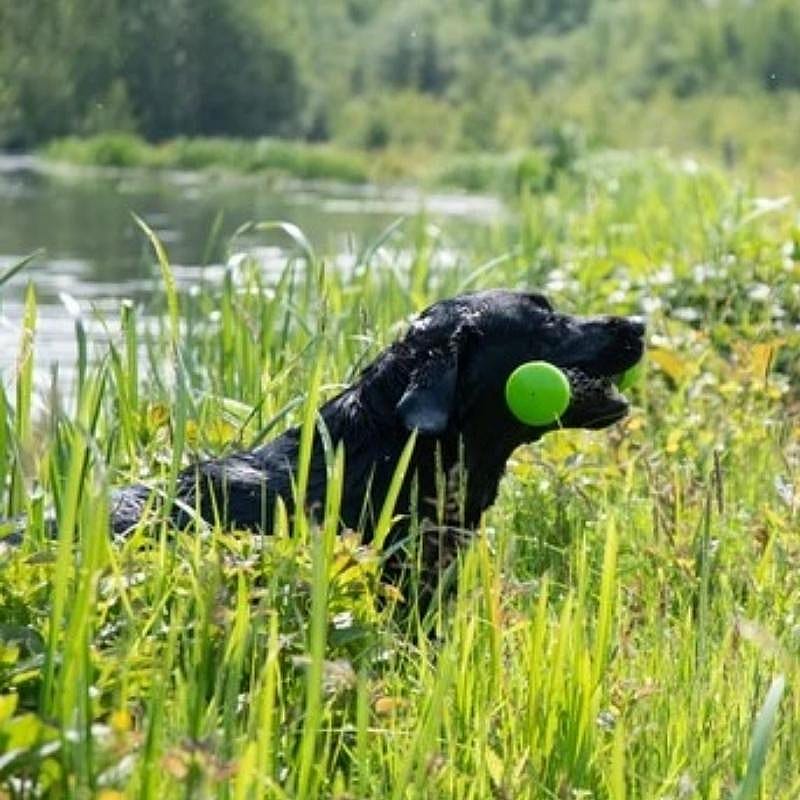 Dog Comets Meteor Werpstok