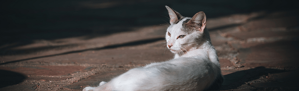 69ec36c08e659add558687fb73d43296