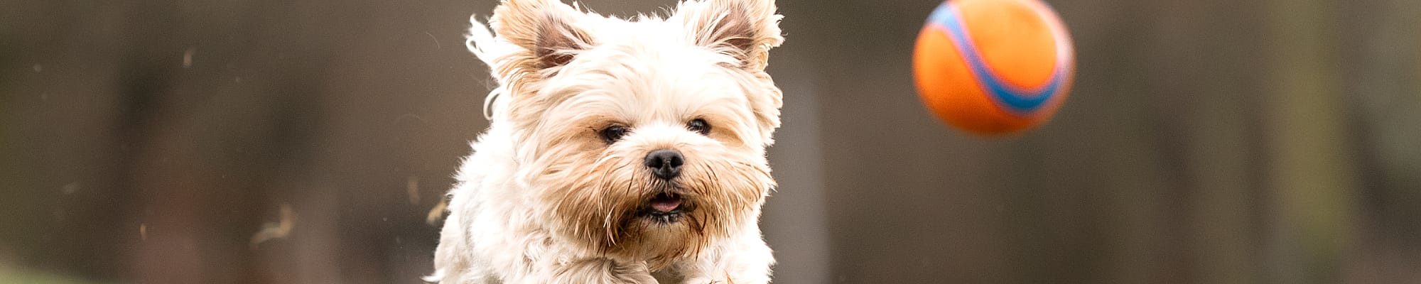 Voetbal, sporten, Bol, Hond, Volleybal (bal)