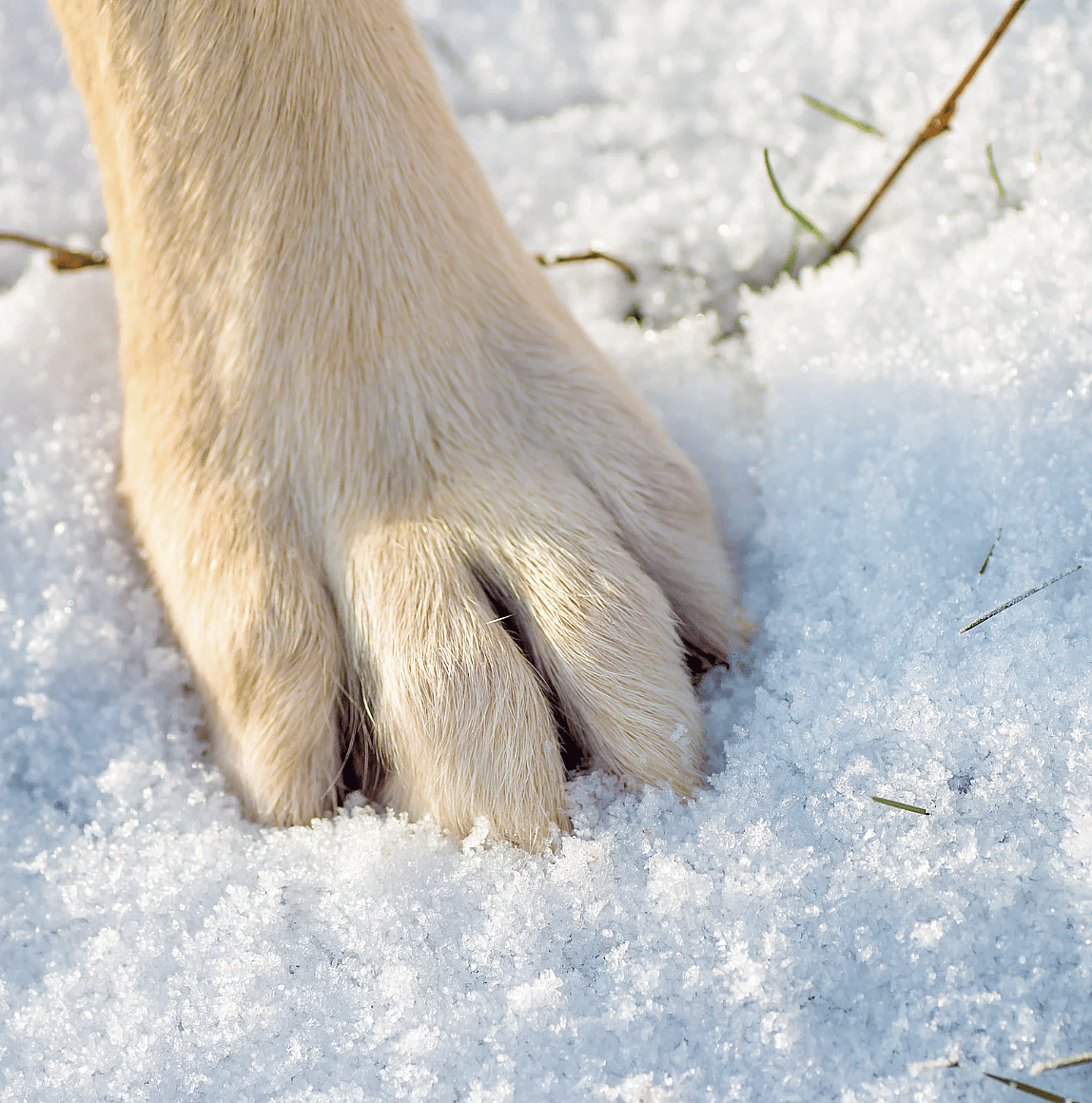 Hondenpoot-ijs-sneeuw