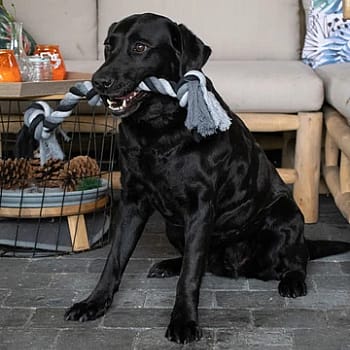 Floss Boss Dental Rope Flosstouw 2 Knot Hond 20 cm