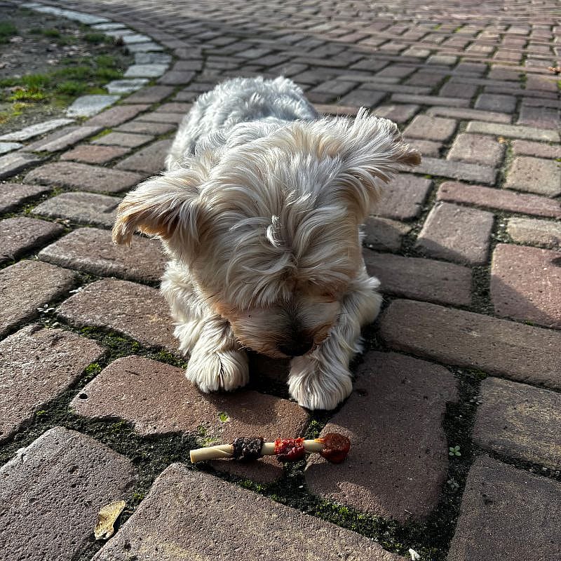 Dierapotheker BBQ Shaslick 5 stuks Hond