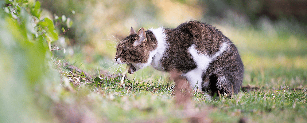 f351c2f1770fd52a903eeb73e6d79c8e