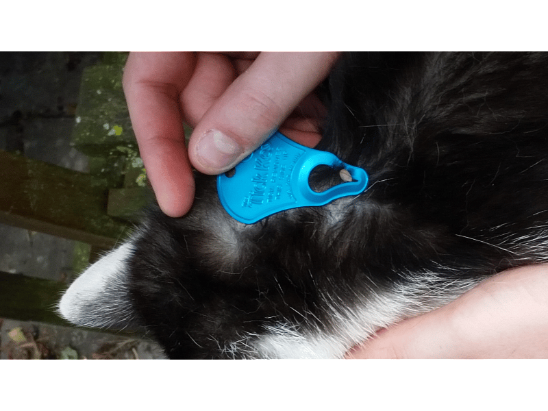 Tick Key Tekenverwijderaar 1 stuk