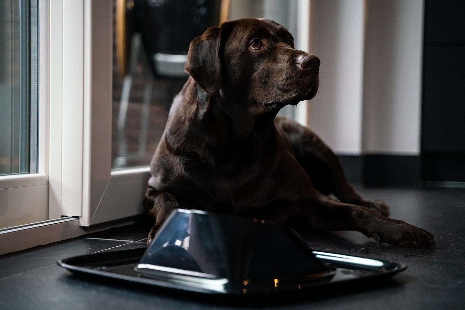 Mypall Noll Voerbak of Waterbak met placemat