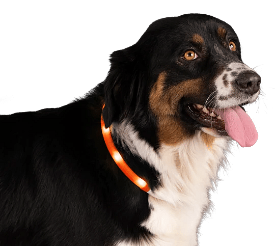 Nightwalk Safety Collar Halsband Hond