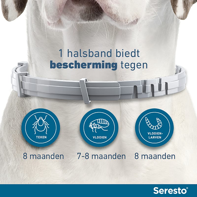 AE - Seresto Halsband Vlooien en Teken Hond zwaarder dan 8 kg - 1 x 70 cm (1-pack)