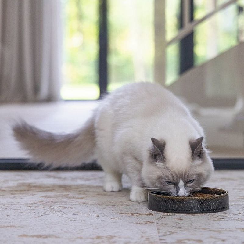 kat, huisdiervoerbak, katteneet, voedselbak, huisdierverzorging