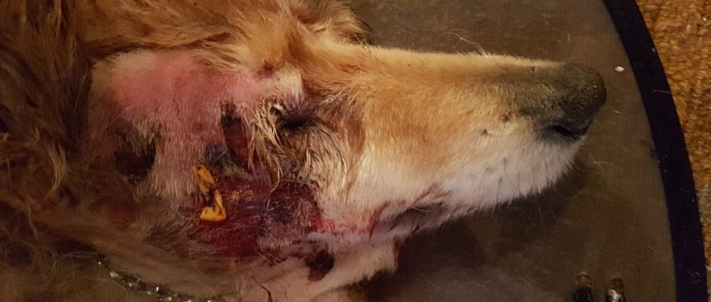 52f73a27ad99df2316682267590693f3