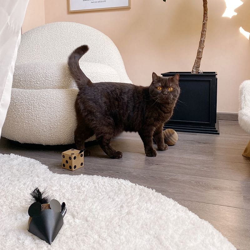 District 70 Gift Set Kat