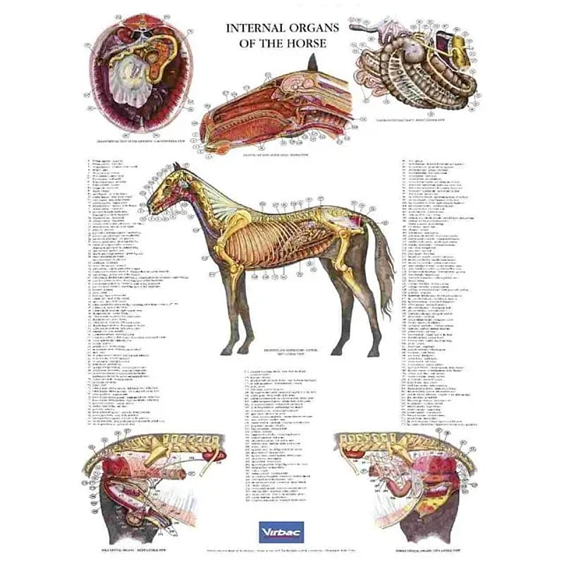 Anatomische Posterset Paard 5 stuks compleet