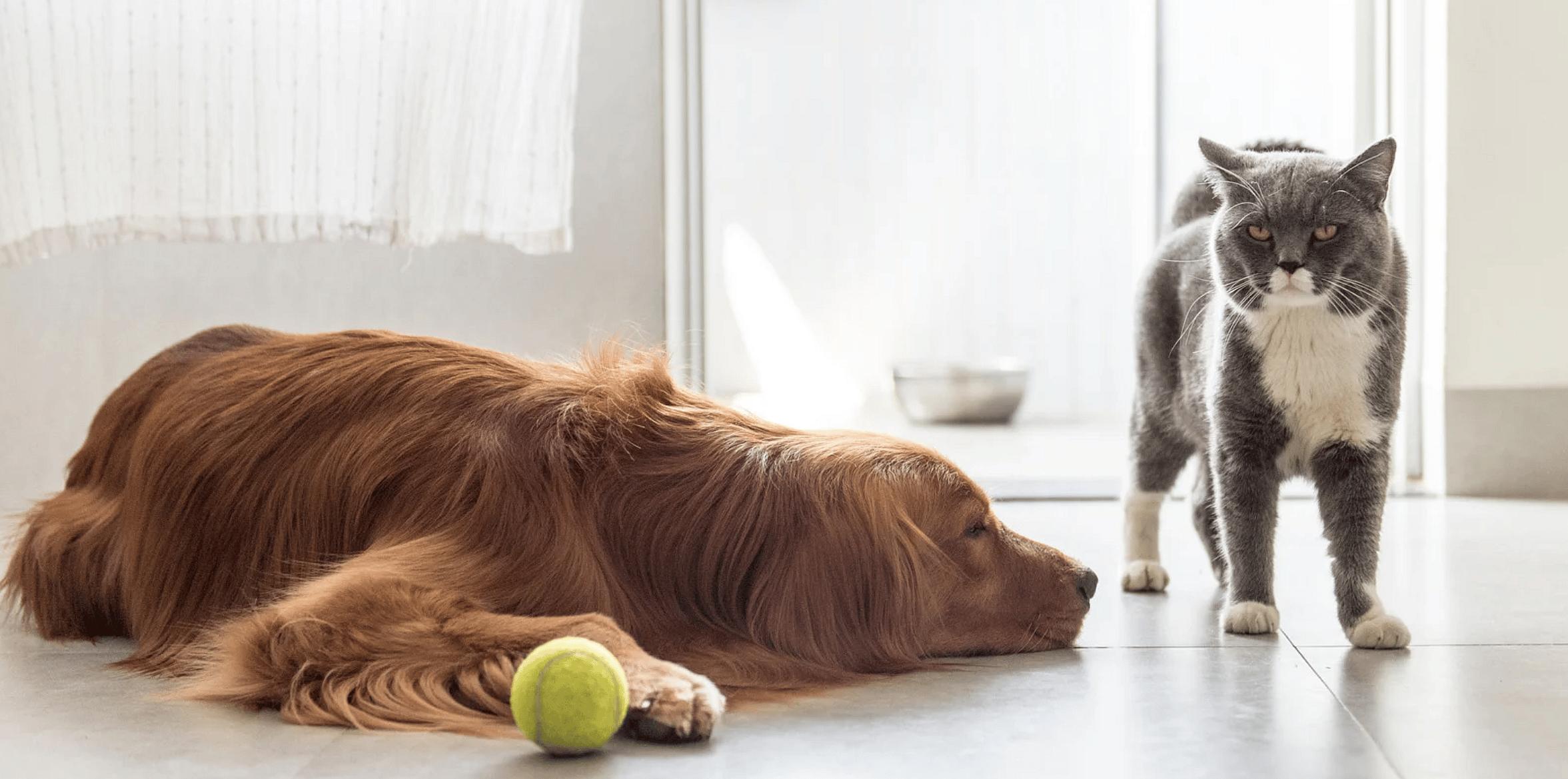 Afvallen-hond-kat-plezier