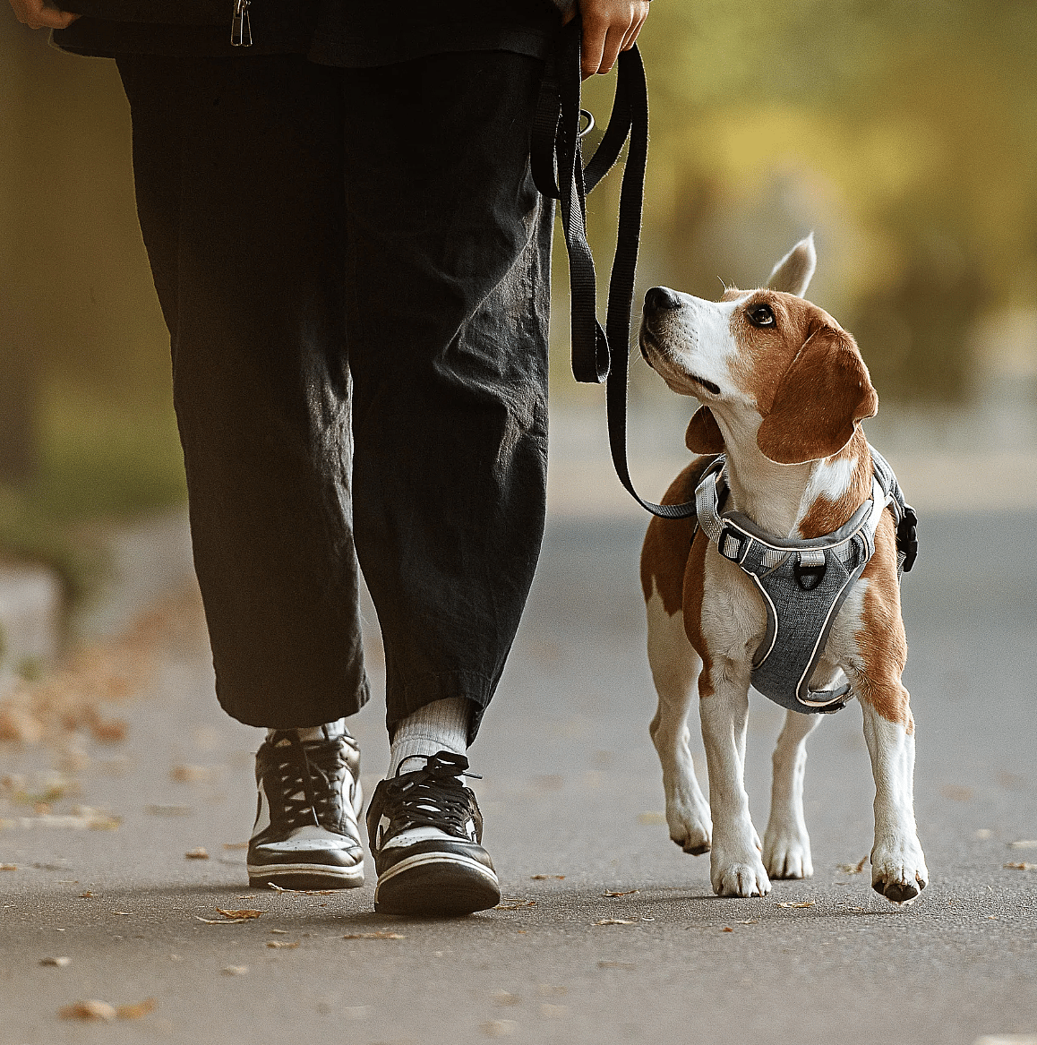 Hond-kan-straks-langer-gezond-leven