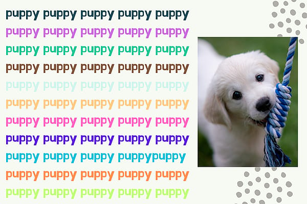 Alles wat je graag wilt weten voordat je een pup in huis haalt